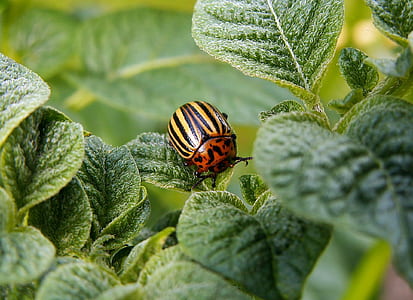 potato colorado beetle on green leaf plant thumbnail