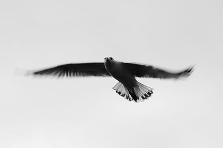 eagle under white sky thumbnail