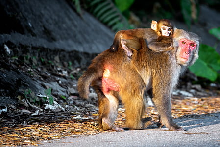 baby monkey on top of monkey thumbnail