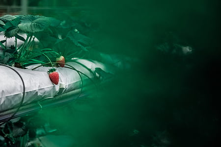 strawberries on white surface thumbnail
