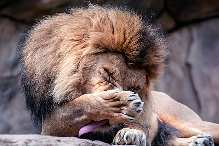 brown lion licking paw while prone lying on rock at daytime thumbnail