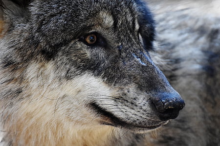 wolf portrait photo thumbnail
