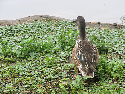duck walking on green grass thumbnail