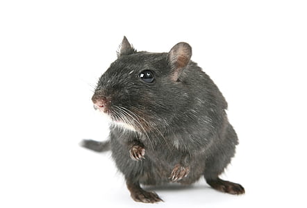 black mouse thumbnail