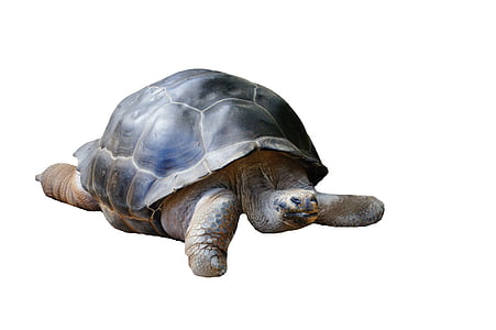 gray tortoise thumbnail