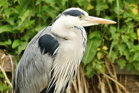 white and black bird photo thumbnail