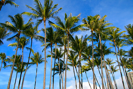palm tree during daytime thumbnail
