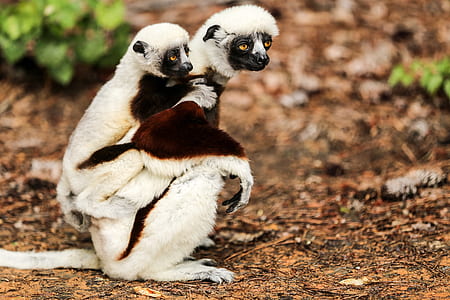 two white-and-brown monkeys on brown soil thumbnail