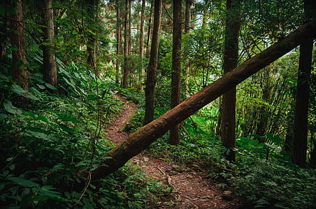 man's eye view of forest thumbnail