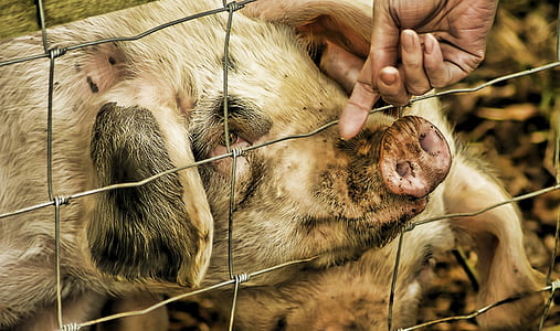 person touching pig's nose inside fence thumbnail