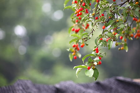 red berries selective focus photography thumbnail