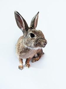 brown lagomorpha thumbnail