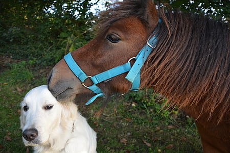 adult light golden retriever and brown horse thumbnail