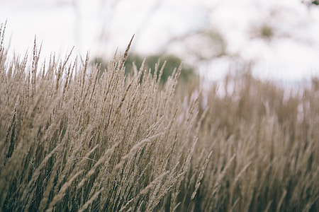 Withered grass thumbnail