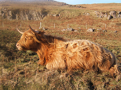 brown cattle on grass field thumbnail