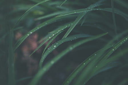 Macro Photography of Green Linear Leaf thumbnail