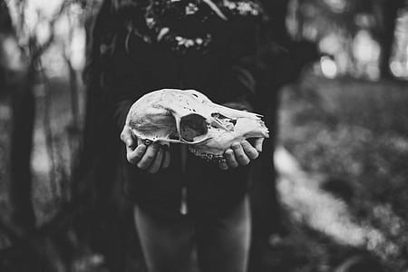 grayscale photography of person holding cattle skull thumbnail
