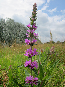 Lythrum Salicaria, Purple Loosestrife thumbnail