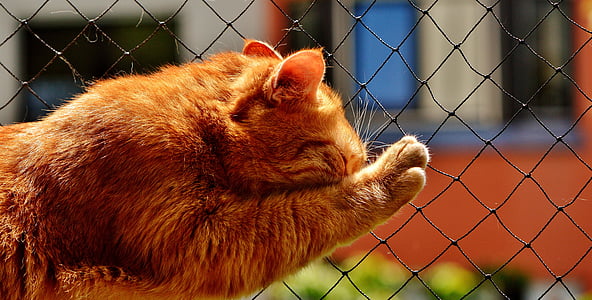 orange cat touching fence during daytime thumbnail
