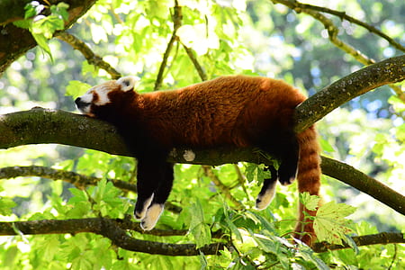 red panda hanged on tree thumbnail