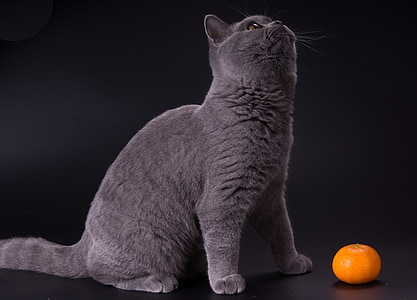 Russian blue cat thumbnail
