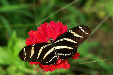 Zebra Longwing, Butterfly thumbnail