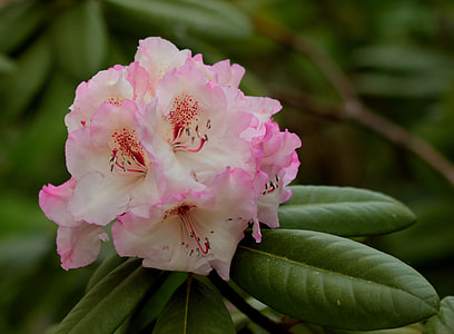 shallow focus photography of pink hibiscus thumbnail