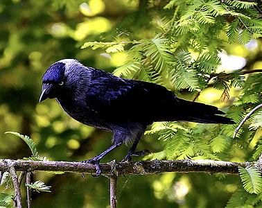 black bird on tree branch thumbnail