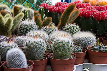 cactus potted on brown pot thumbnail