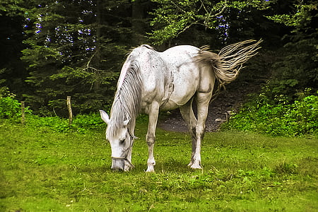 white horse on green grass thumbnail