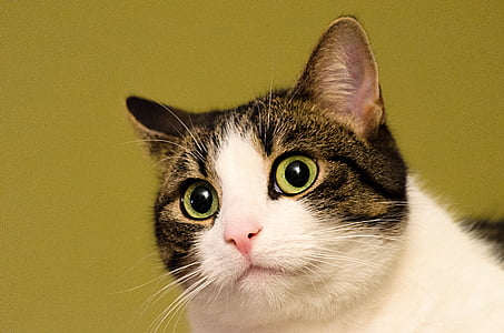 black and white cat thumbnail