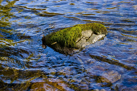 green moss on grey rock soaked in water thumbnail