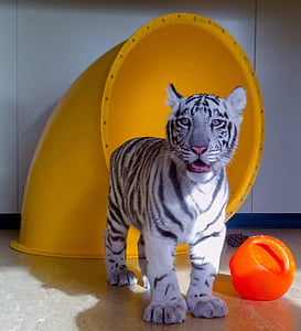 white tiger cub thumbnail