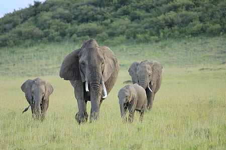 wildlife photography of group of elephants thumbnail