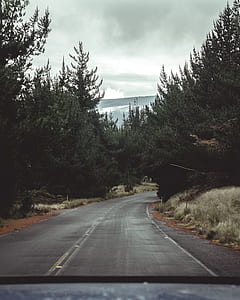 landscape photography of freeway surrounded with pine trees thumbnail