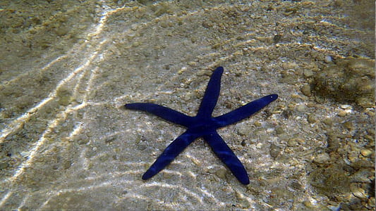 blue starfish under body of water thumbnail