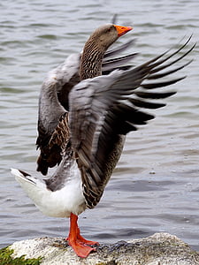 white and gray duck thumbnail