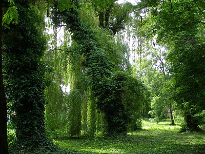 green leafed forest thumbnail