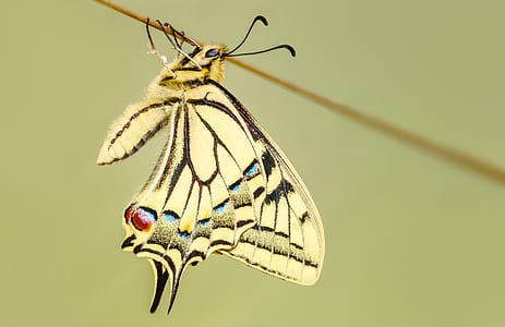close-up photography white and black swallowtail butterfly on brown stick thumbnail