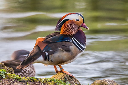 shallow focus photography of multicolored bird standing near body of water thumbnail