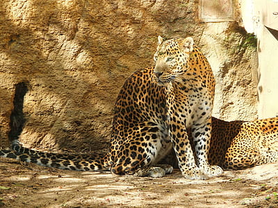 brown leopard sitting on sand thumbnail
