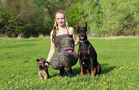 Doberman, Yorkshire Terrier thumbnail