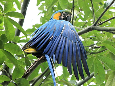 close-up blue macaw perced on tree thumbnail