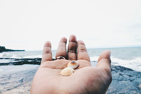 Photo of Two Beige Shell on Person's Hand thumbnail