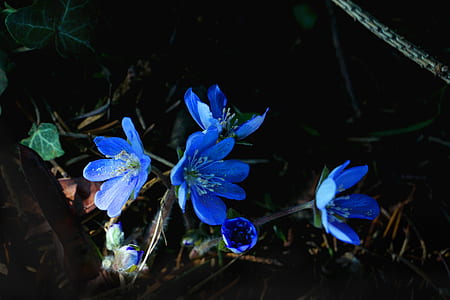 closeup photography of blue hepatica flowers thumbnail