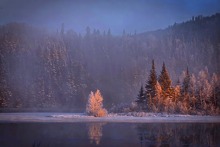 trees covered with fogs thumbnail