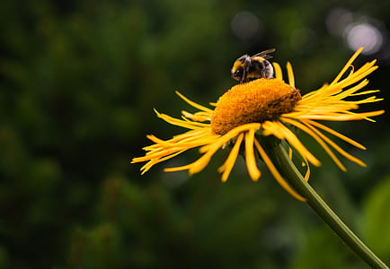 Close-up of Bee on Yellow Flower thumbnail