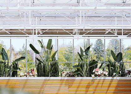 green leafed plants thumbnail