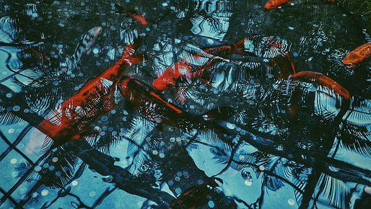 blue, black, and red printed textile thumbnail