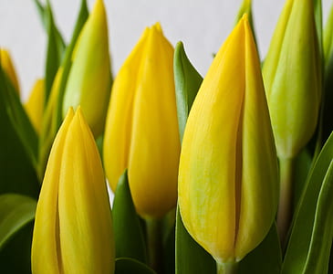 macro show photo of yellow flowers thumbnail